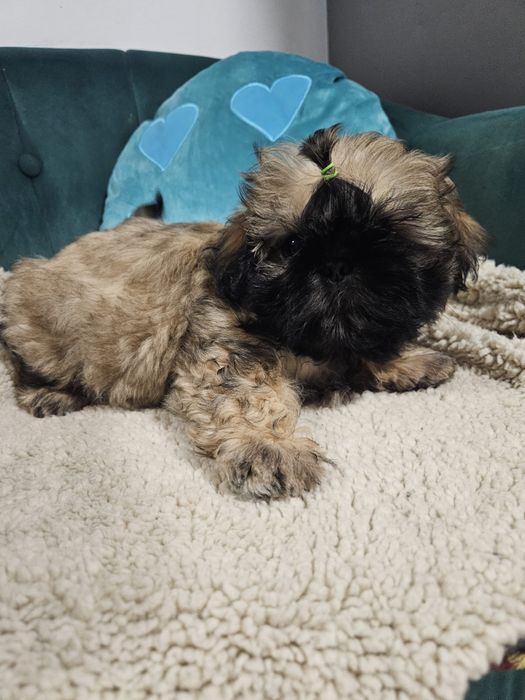 Shih Tzu Zkwp FCI. Śliczny szczeniak