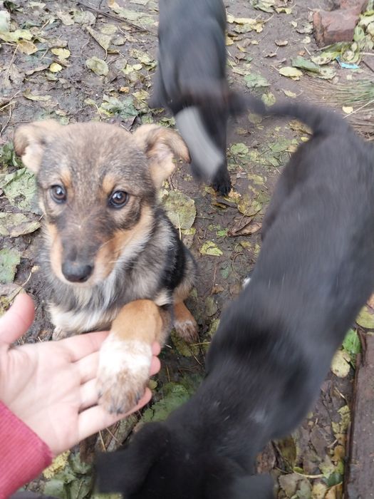 Шукаємо сім'ю найкращому песику другу