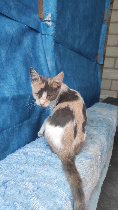 Отдам котят 3 месяца
