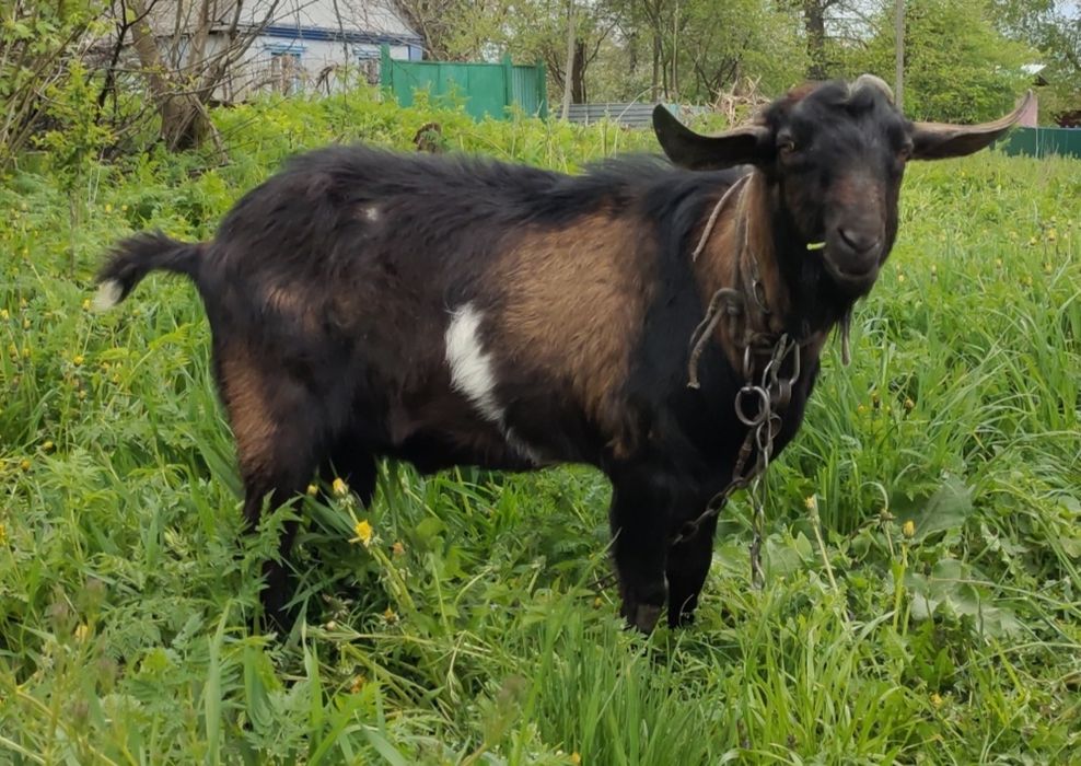 Англо-нубійська козочка