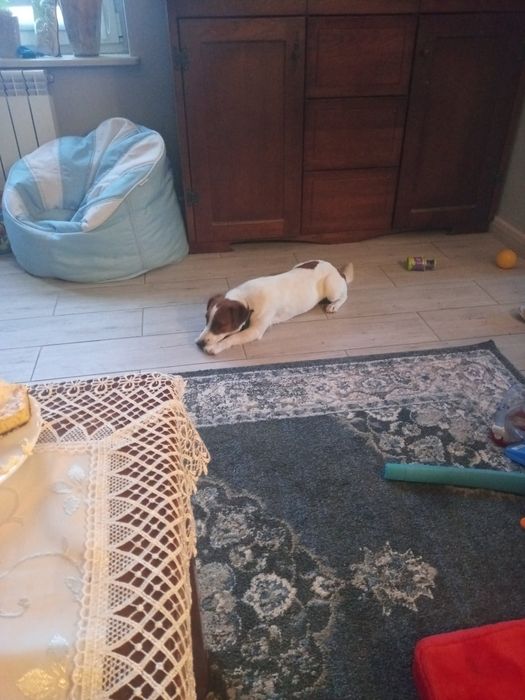 Jack Russell Terrier Suczka Hodowlana 4 lata