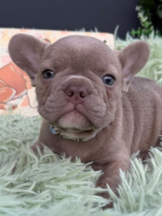Menino buldog frances lilac
