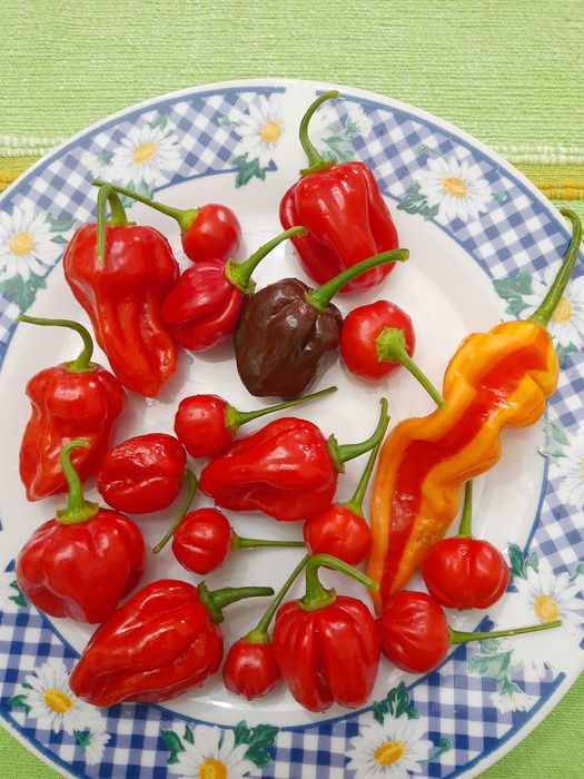 Sementes de malaguetas