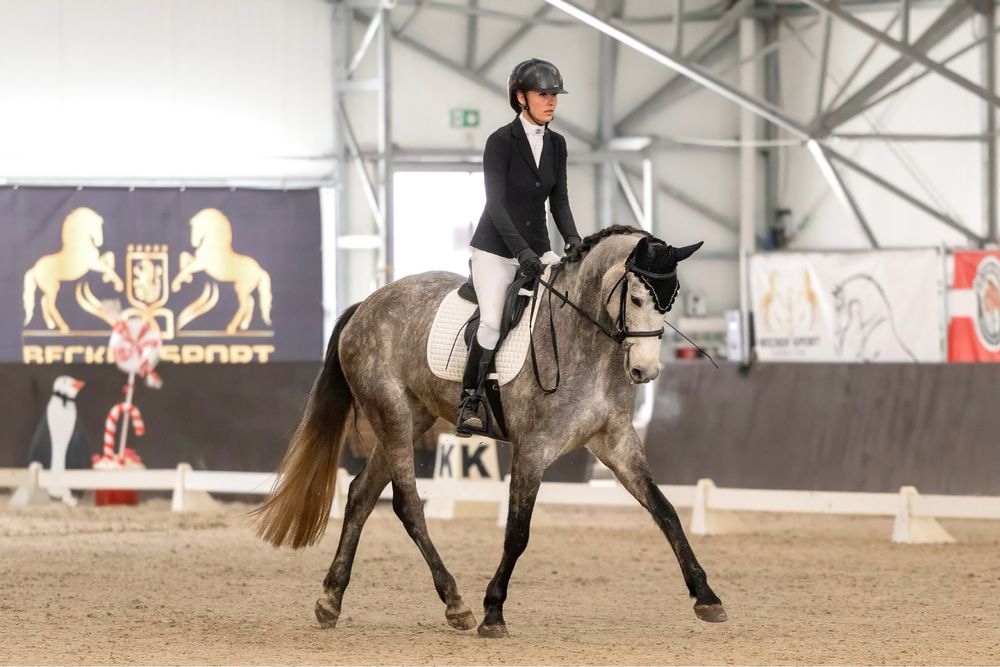 5-letnia startująca klacz ujeżdżenie/skoki CZYSTY TUV