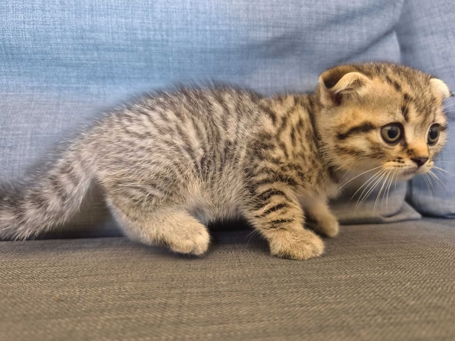 Gatinho scotish fold