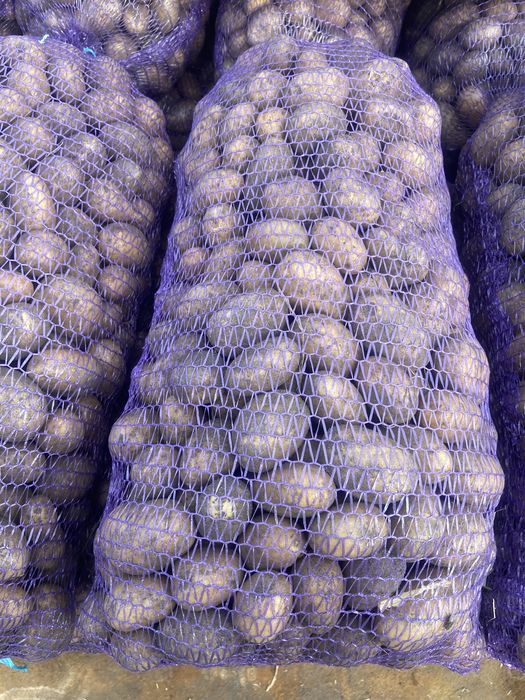 Насінева картопля різних сортів опт