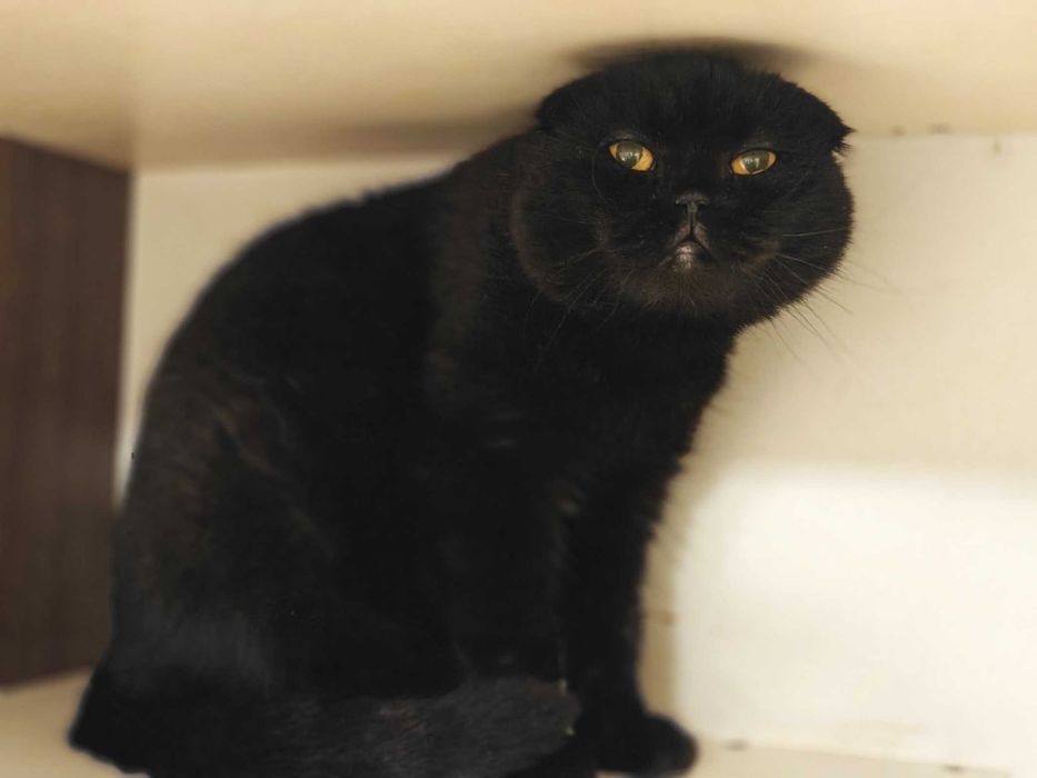 Мрійлива Баунті хоче стати частиною вашої родини (кішка, 1 р, стерил.)