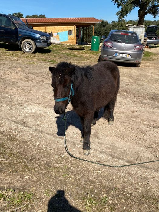 Vendo cavalo ponei