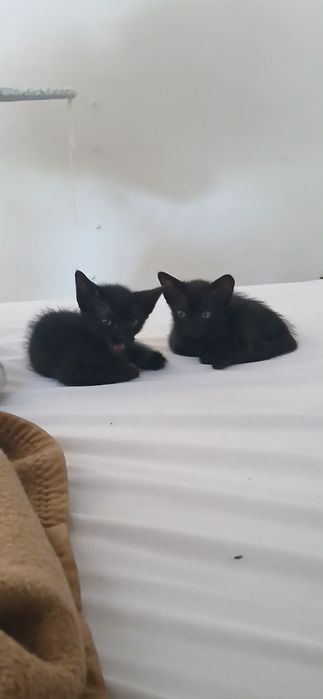 3 Gatinhos Machos Bebés para Adoção (Nascidos a 10/05/2026)