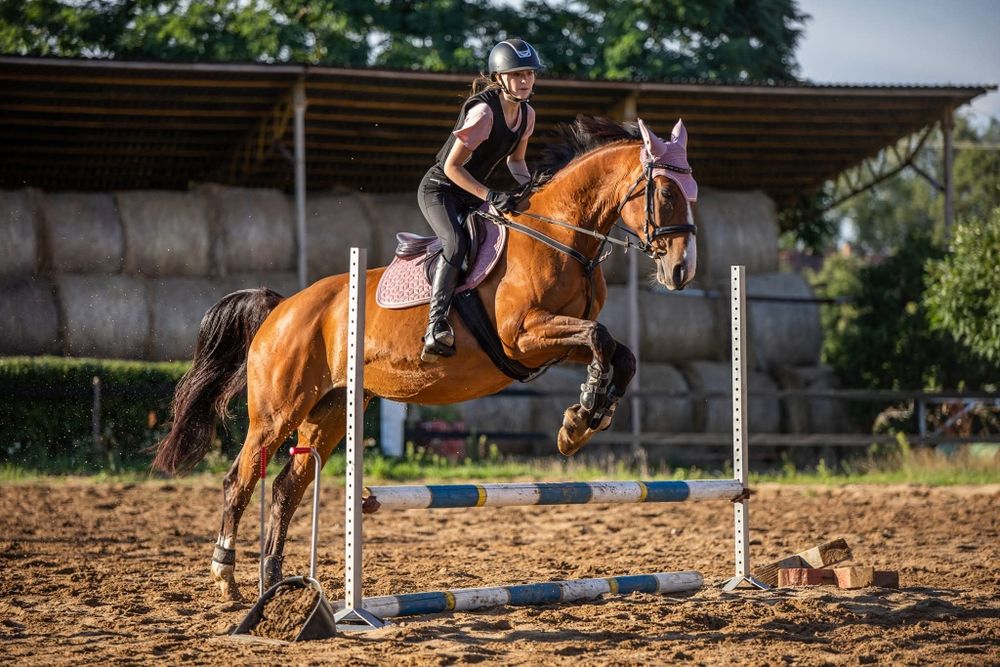 Klacz sp na sprzedaż