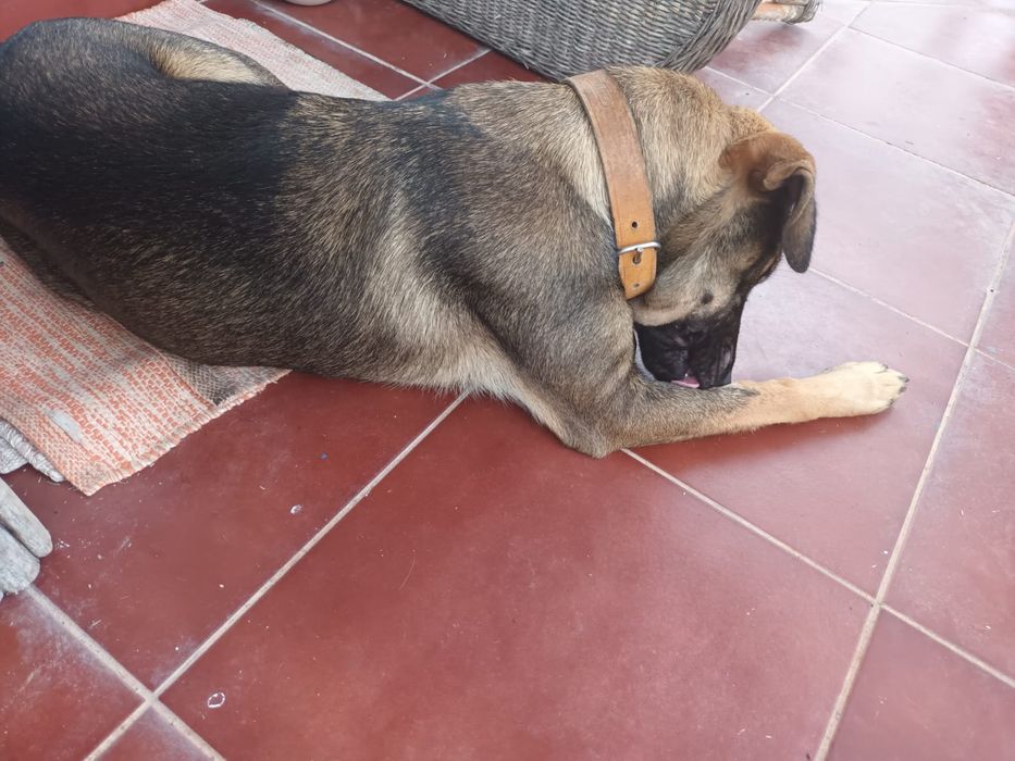 À procura de uma família para a Edith.