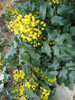 Магония падуболистная