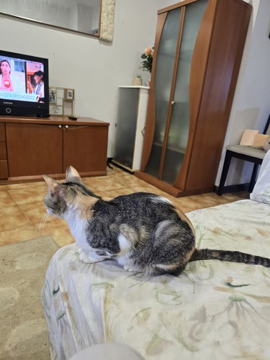 Para adopção responsável