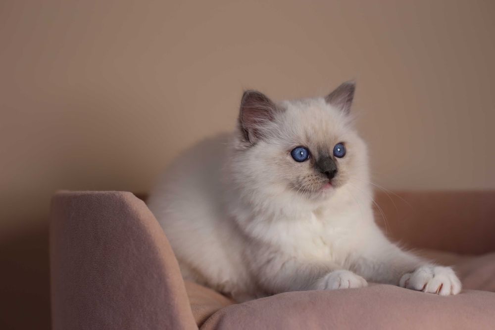Ragdoll kocurek Amigo z hodowli Castillo Cat*PL
