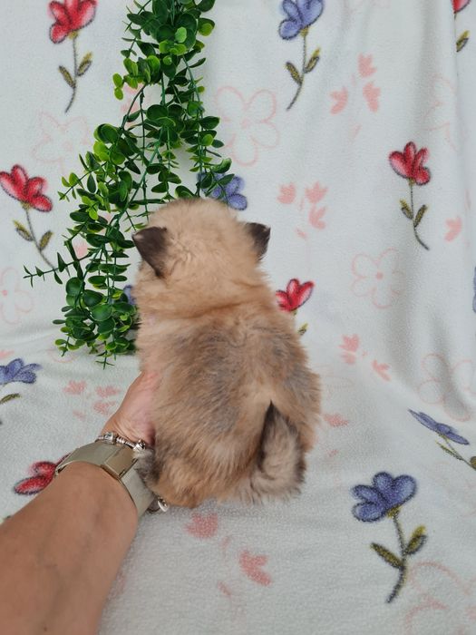 Estupendo mini mini 460g Lulu da Pomerânia/Spitz Alemão Anão de Qualidade