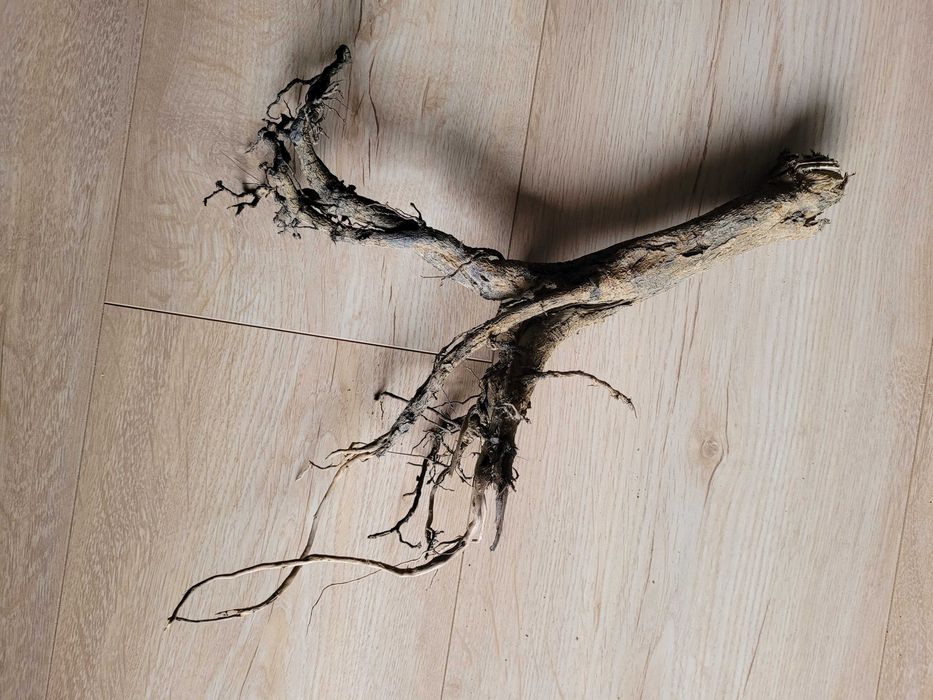 naturalny korzeń do akwarium terrarium - 35 cm