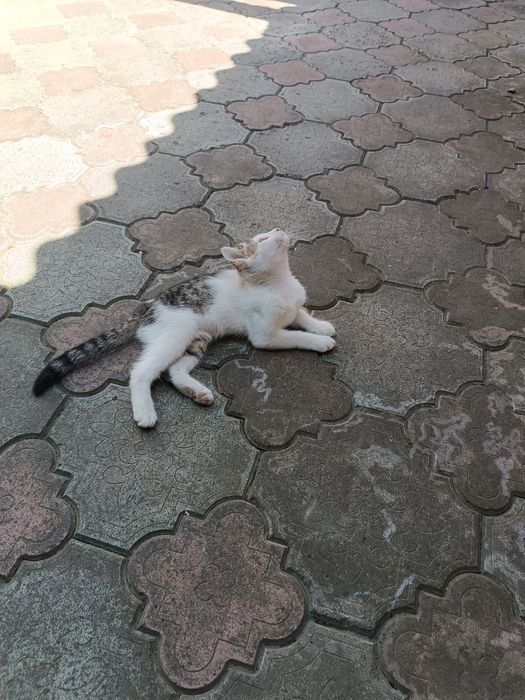 Віддам в добрі руки котика.