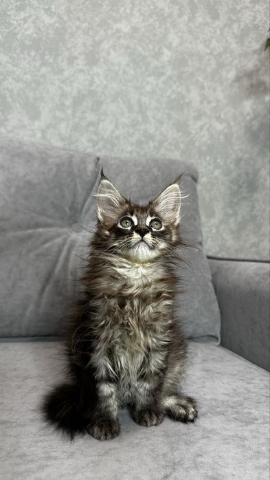 Дівчинка мейнкун чорний мармур на сріблі