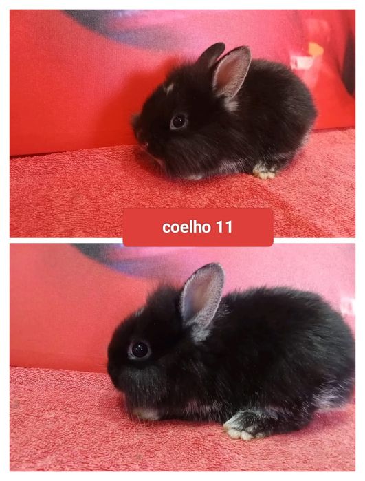 Entrega de coelhos anões no Entroncamento