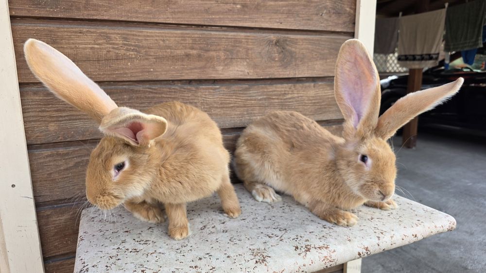 Olbrzym belgijski zolty
