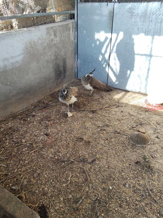 Casal de Pavões 2025