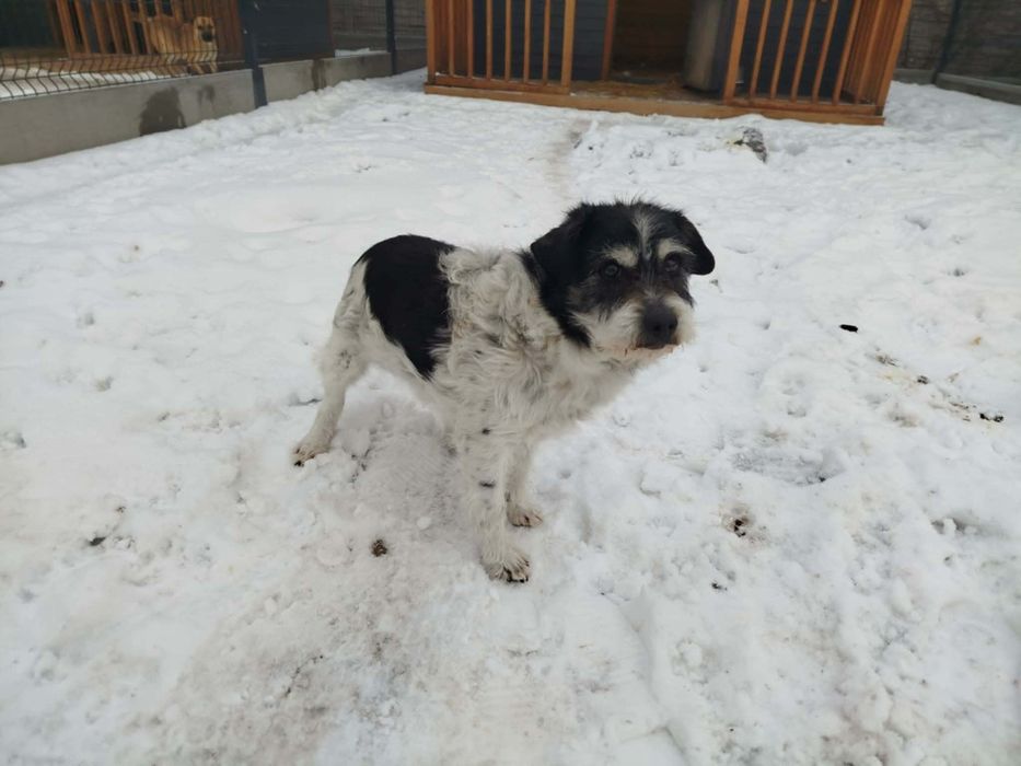 Cudowny psiak szuka kochającego domu po śmierci Pana