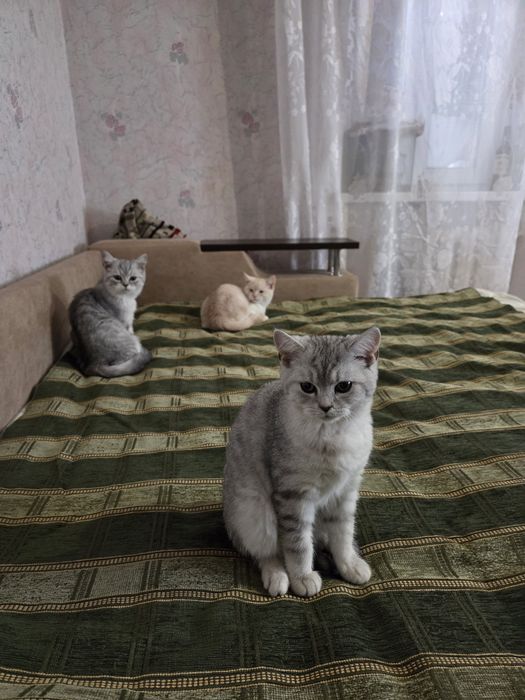 кошенята шиншилята