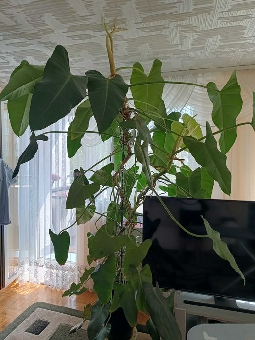 Filodendron 5-cio letni - piękny