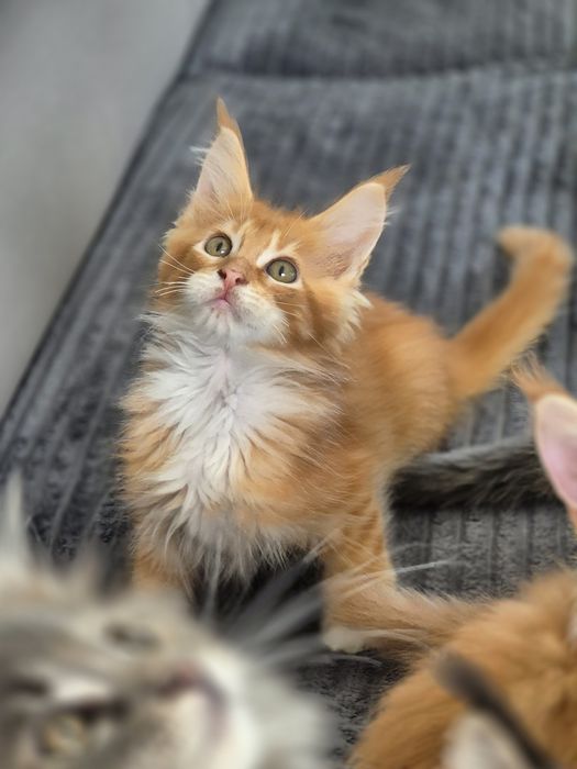 Kot Maine coon po sterylizacji- kastracji Gotowy do odbioru