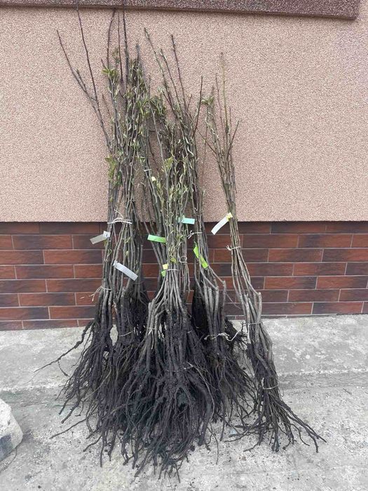 Розпродаж саджанці