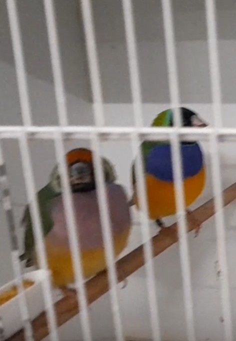 Diamantes de Gould disponíveis