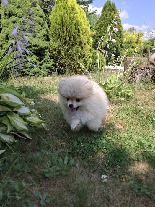 Pomeranian Szpic Miniaturowy