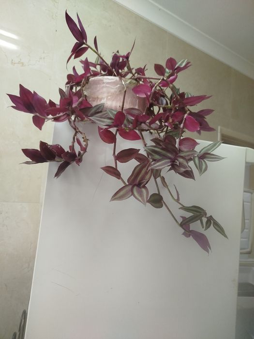 Planta Pendente Tradescantia Zebrina (Lambari Roxo) –  Rústica e Linda!