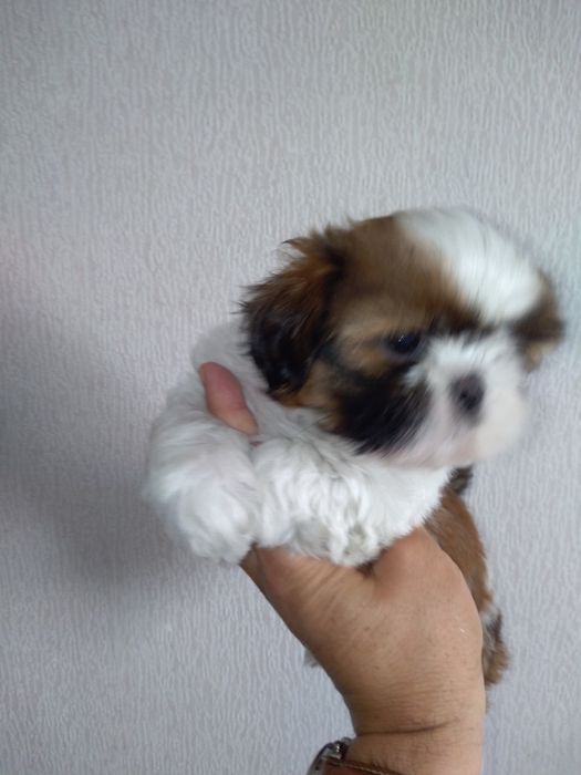 SHShih-Tzu Sublime
Desparasitação devida.
Qualidade Top ( morfologia, pêlo e caráter).
INVISTA EM SHIH-TZU, MAS DE QUALIDADE SUPERIOR!