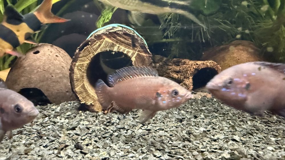 HEMICHROMIS EXSUL -Czerwieniak z Turkany