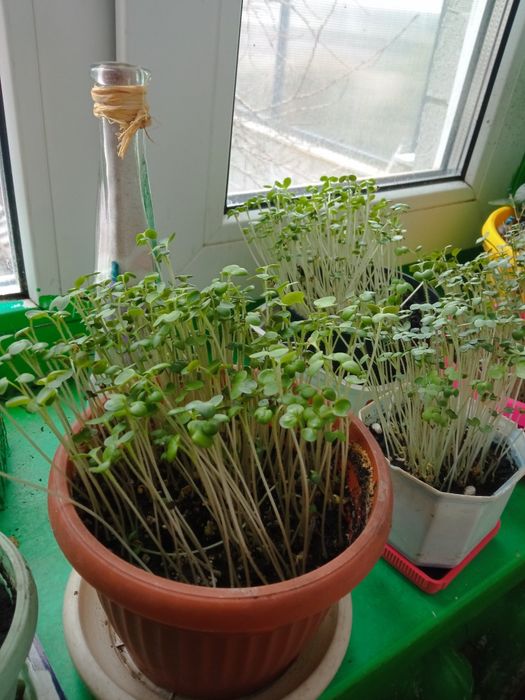 Зелень гірчиці свіжа