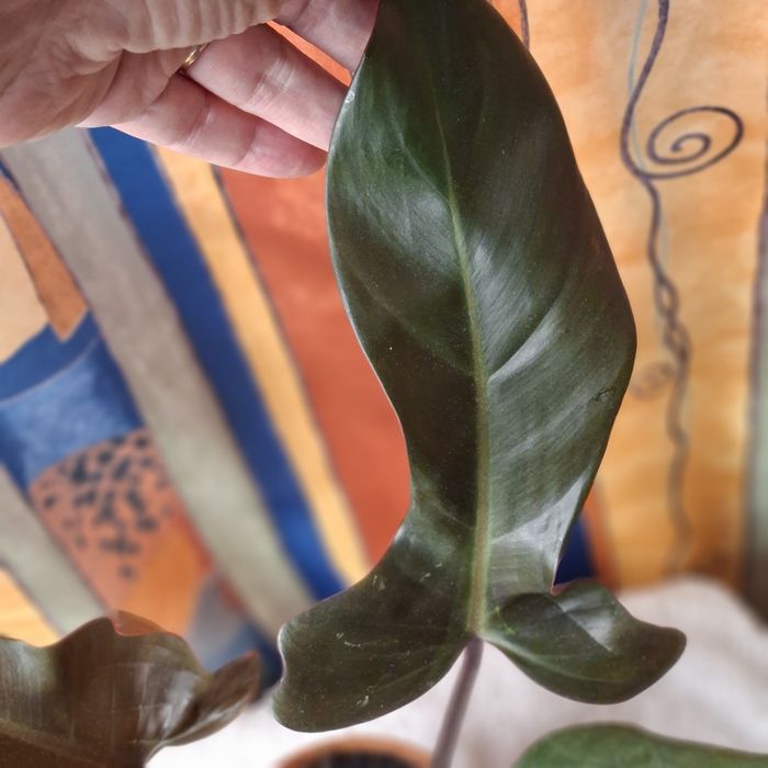Sprzedam Philodendron Florida Bronze