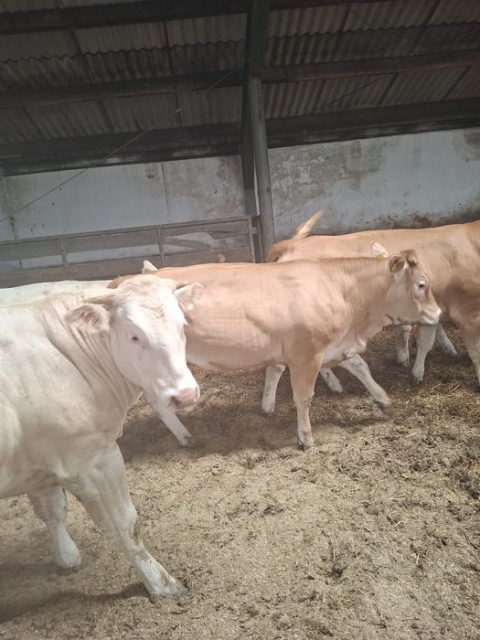 Jałówki Blonde d'Aquitaine