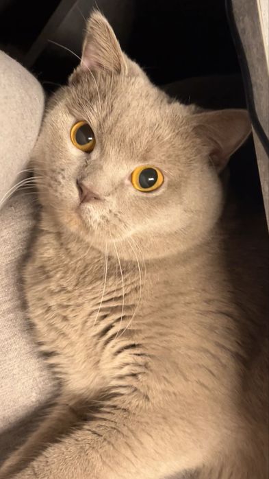 вязка //шотладський котик шукає кішечку