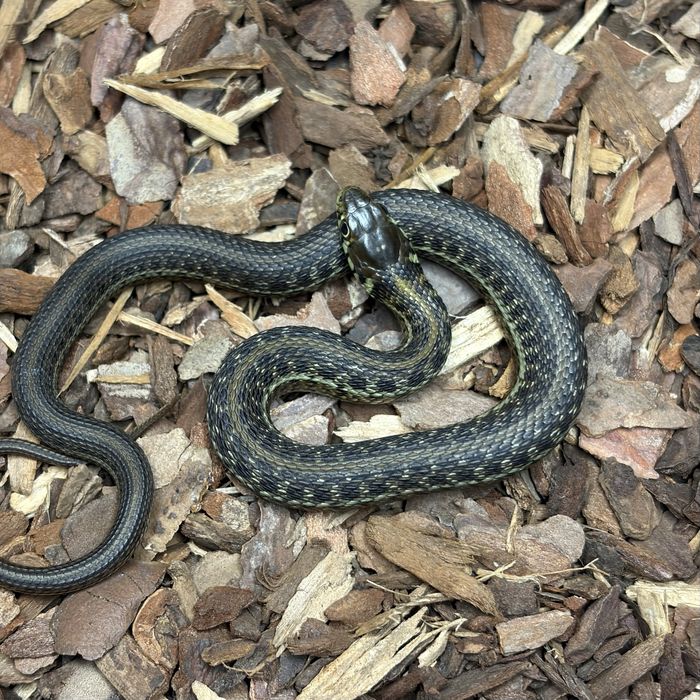 Wąż pończosznik Thamnophis eques obscurus różne odmiany