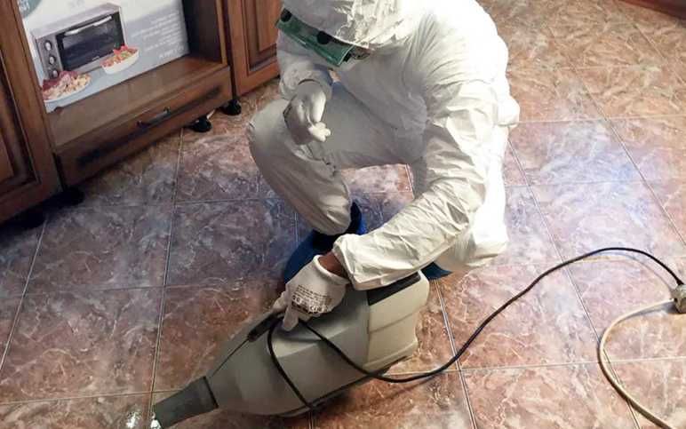 Борьба с крысами и мышами: дератизация, защита от повторного появления