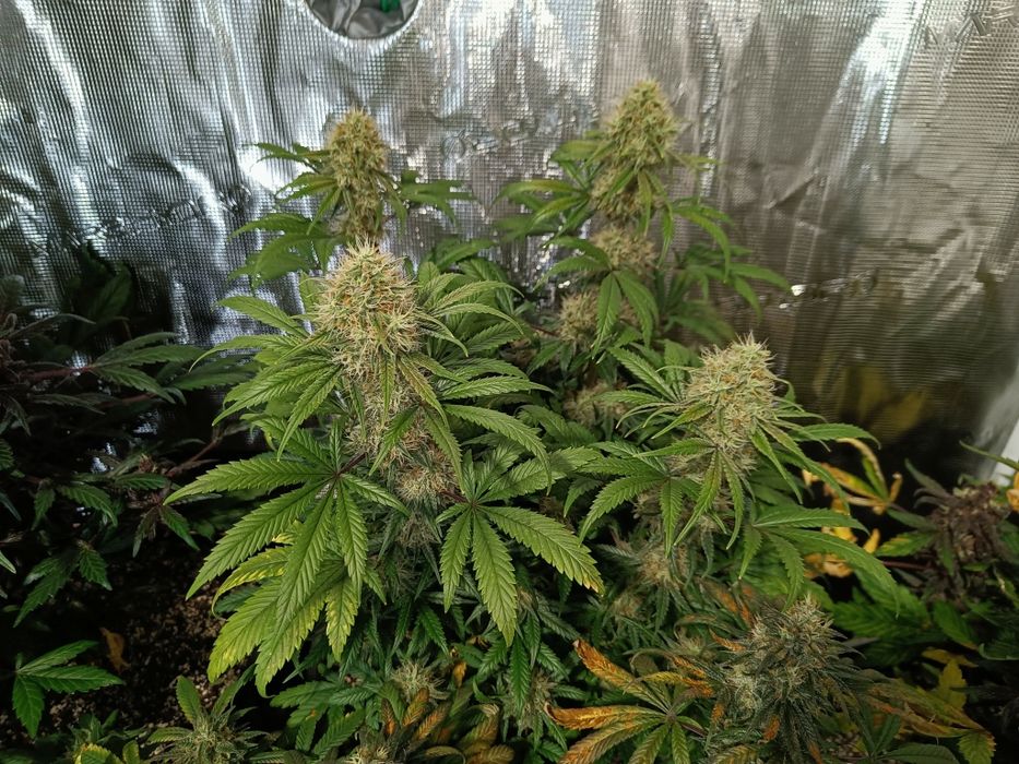 25 gramów Vanilla Ice kwiaty CBG - susz konopi indoor