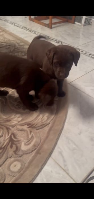 Цуценята лабрадора ретривера