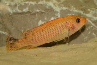 Labeotropheus Trewavasae Thumbi West