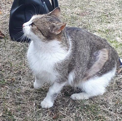 Zaginęła kotka na Ołowianka