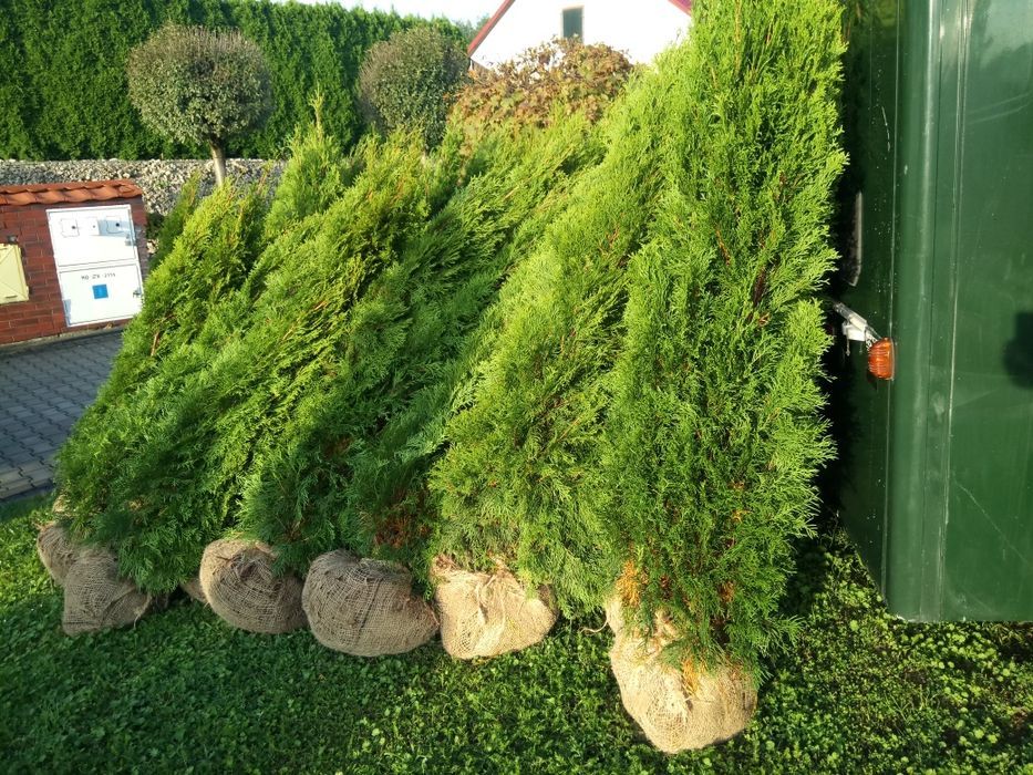 Tuja,thuja,tuje, thuje szmaragd140- 150cm