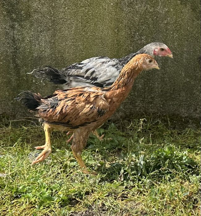 Frangos indios gigante  com 3 meses