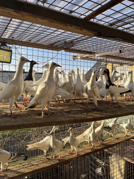 Srebrniak , perlowy nadwyżka  hodowlana