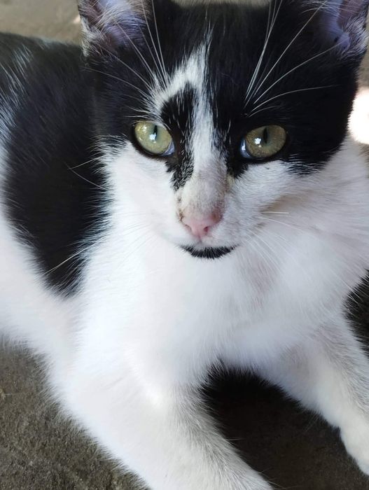 Віддам гарних хлопчиків