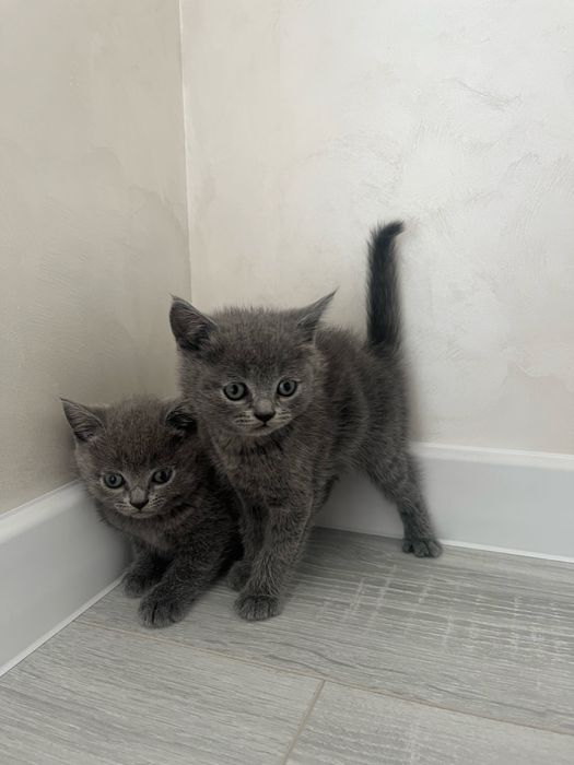 шотландські котята